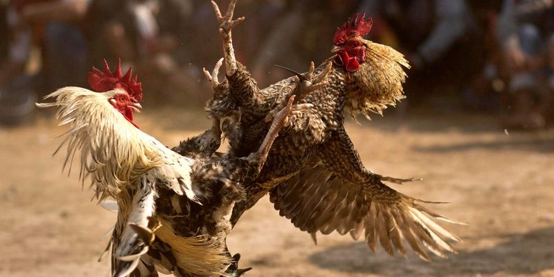 màu mạng đá gà